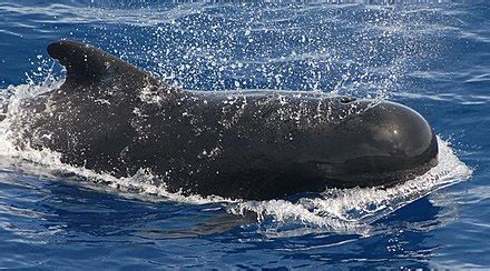 pilot whale wiki.
